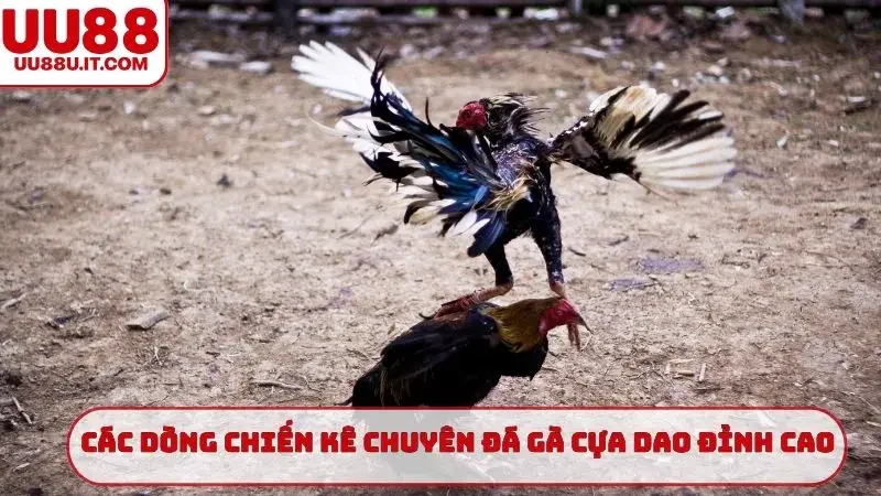 Các dòng chiến kê chuyên đá gà cựa dao đỉnh cao