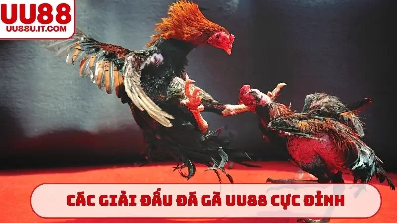 Các giải đấu đá gà UU88 cực đỉnh