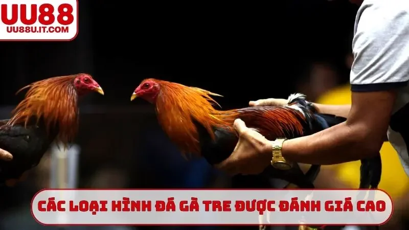 Các loại hình đá gà tre được đánh giá cao