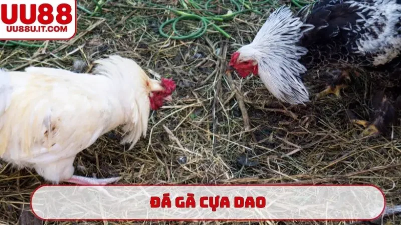 đá gà cựa dao