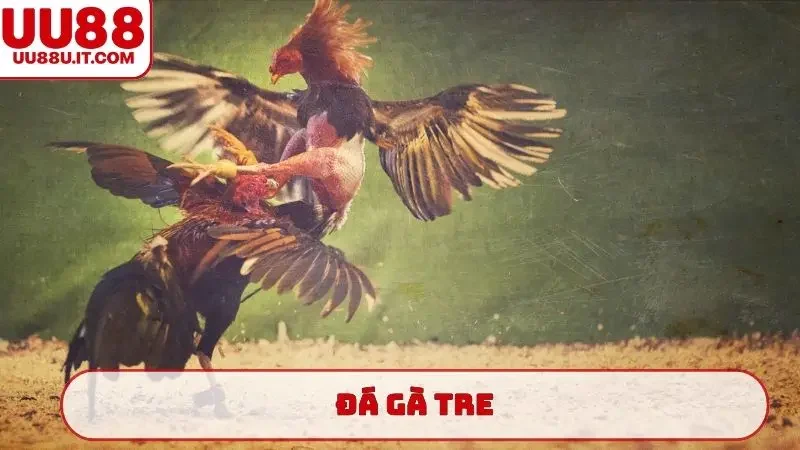 đá gà tre