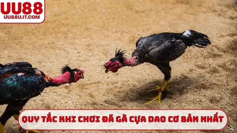 Quy tắc khi chơi đá gà cựa dao cơ bản nhất
