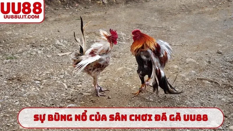 Sự bùng nổ của sân chơi đá gà UU88