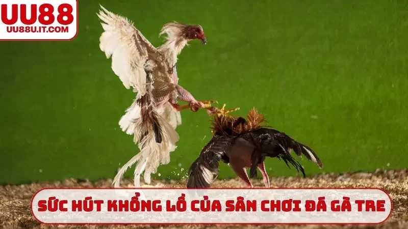 Sức hút khổng lồ của sân chơi đá gà tre