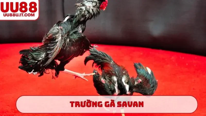 trường gà Savan