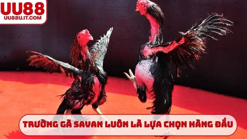 Trường gà Savan luôn là lựa chọn hàng đầu